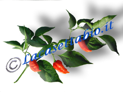 Piante di peperoncino Dorset Naga vendita online