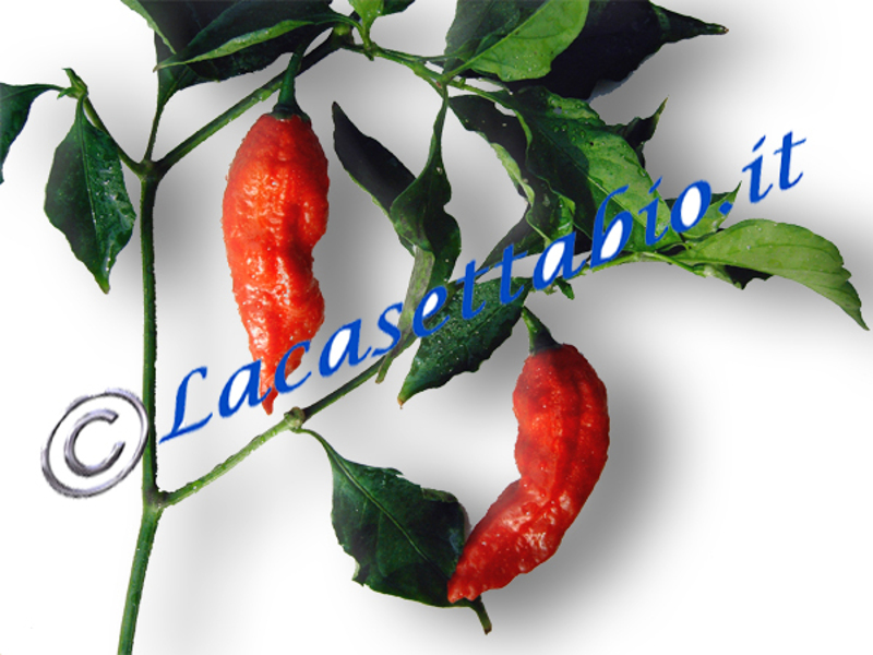Bhut Jolokia Ghost chilli hot pepper seeds for sale