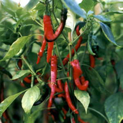 Cayenne seeds long hot pepper for sale