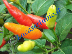 Tabasco hot pepper seeds for sale