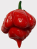 Trinidad Scorpion Butch T Taylor hot pepper seeds for sale