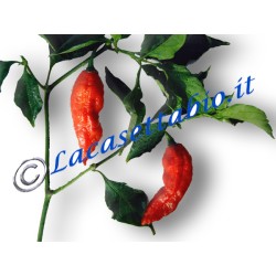 FRESH organic super hot chili peppers sell