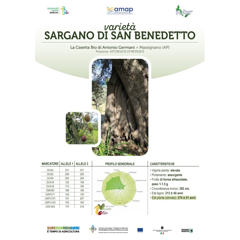 Monovarietal extra virgin olive oil from Sargano